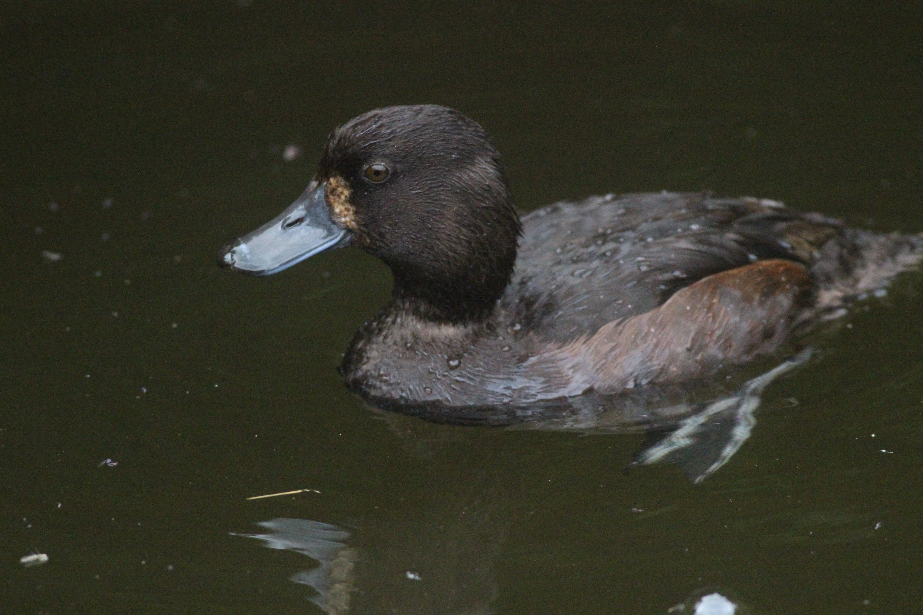 New Zealand Scaup female
