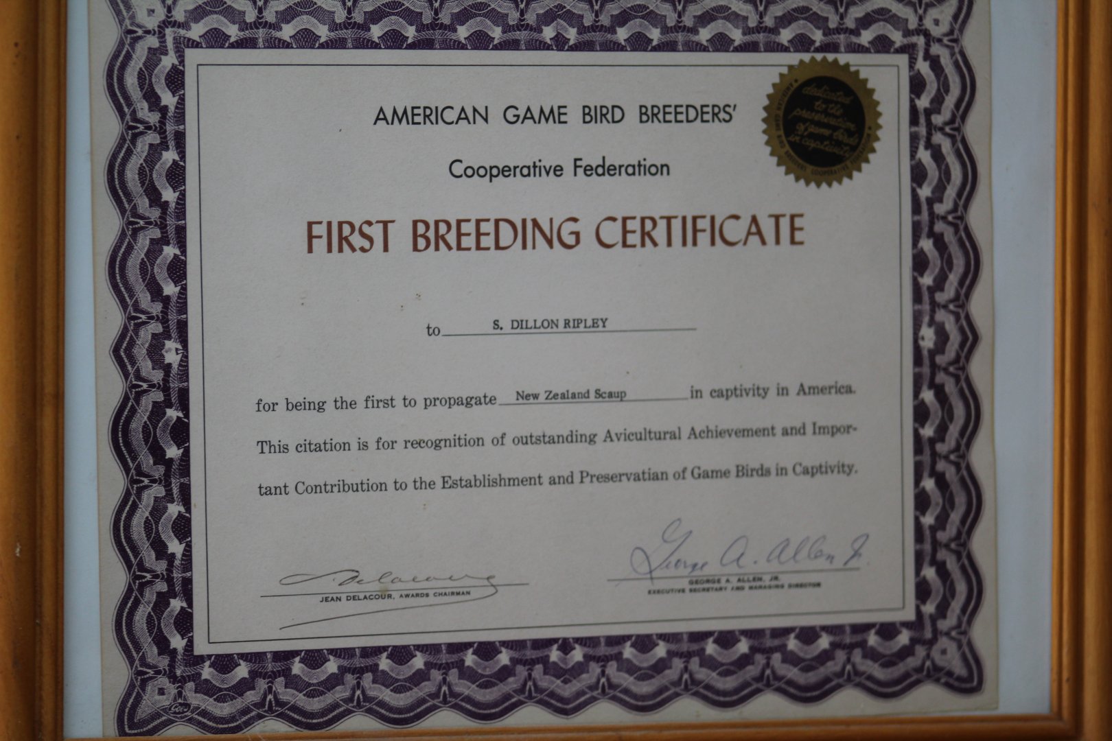 New Zealand Scaup First Breeding