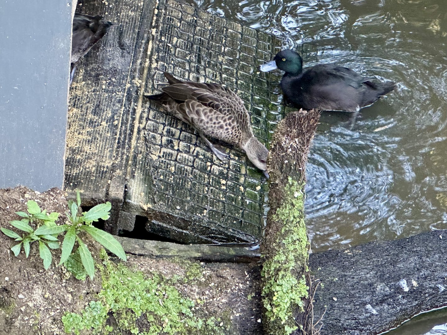 New Zealand Scaup/Grey Teal