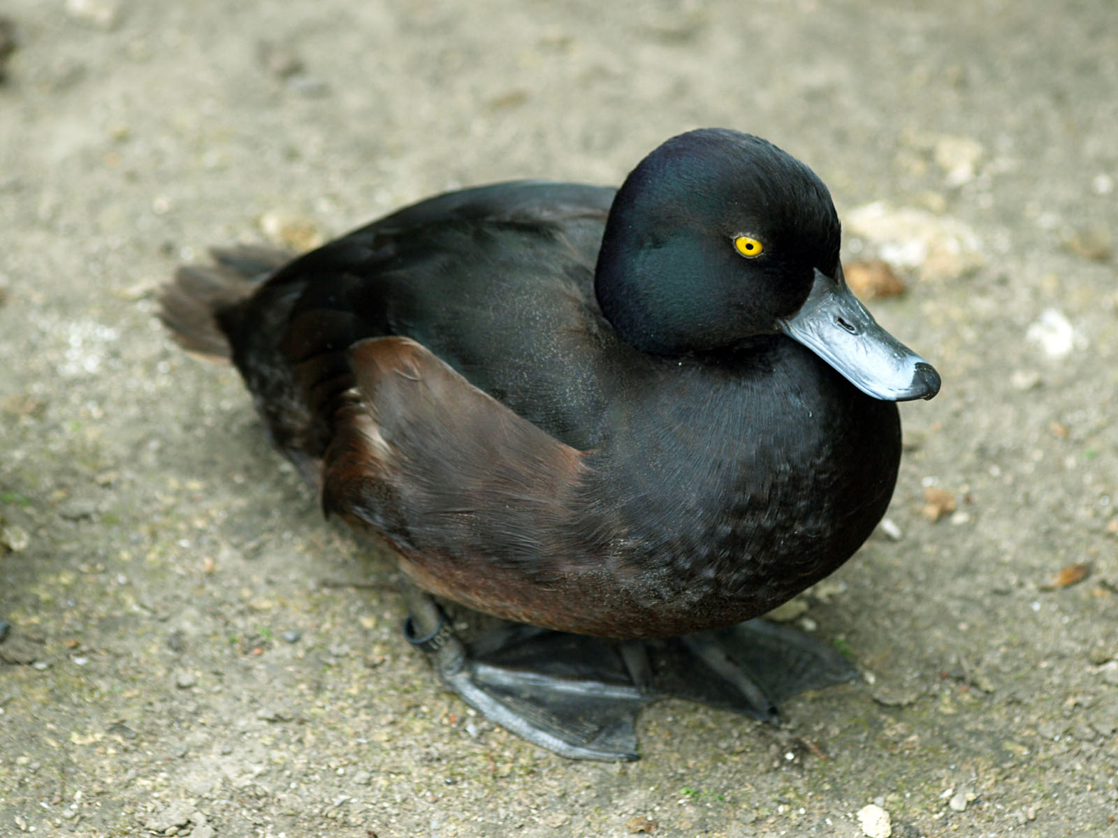 New Zealand scaup