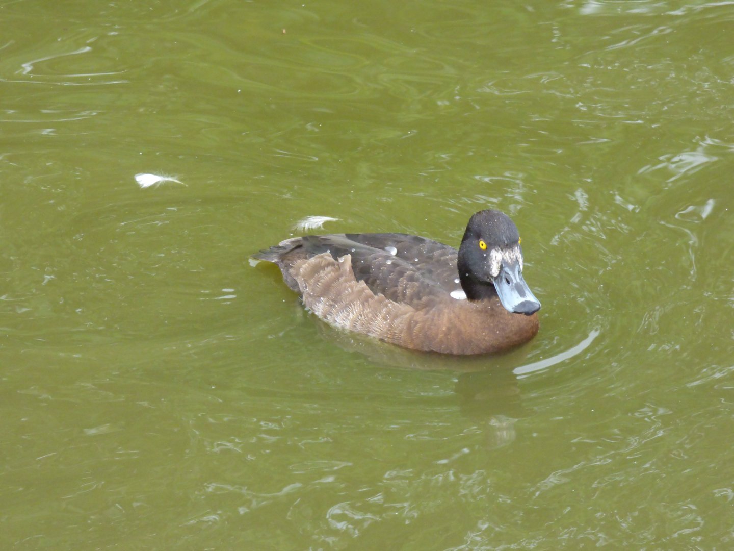 New Zealand Scaup