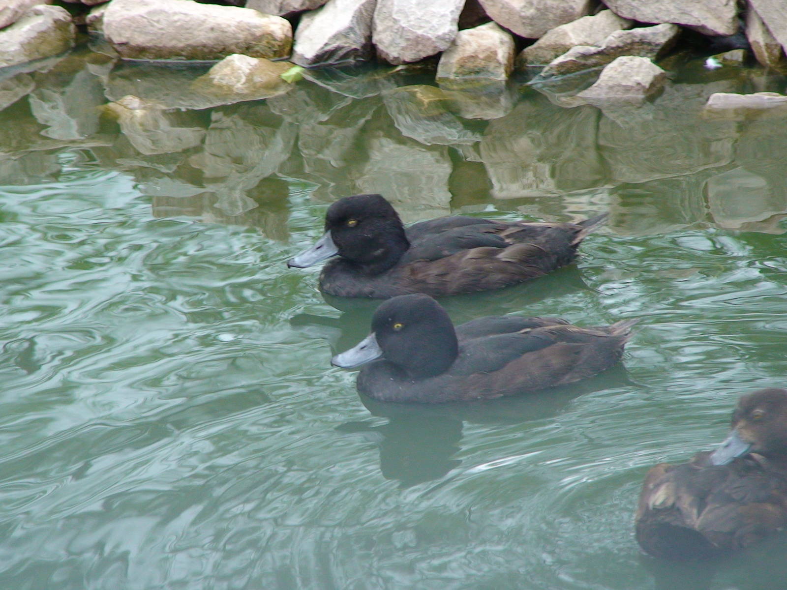 New zealand Scaup