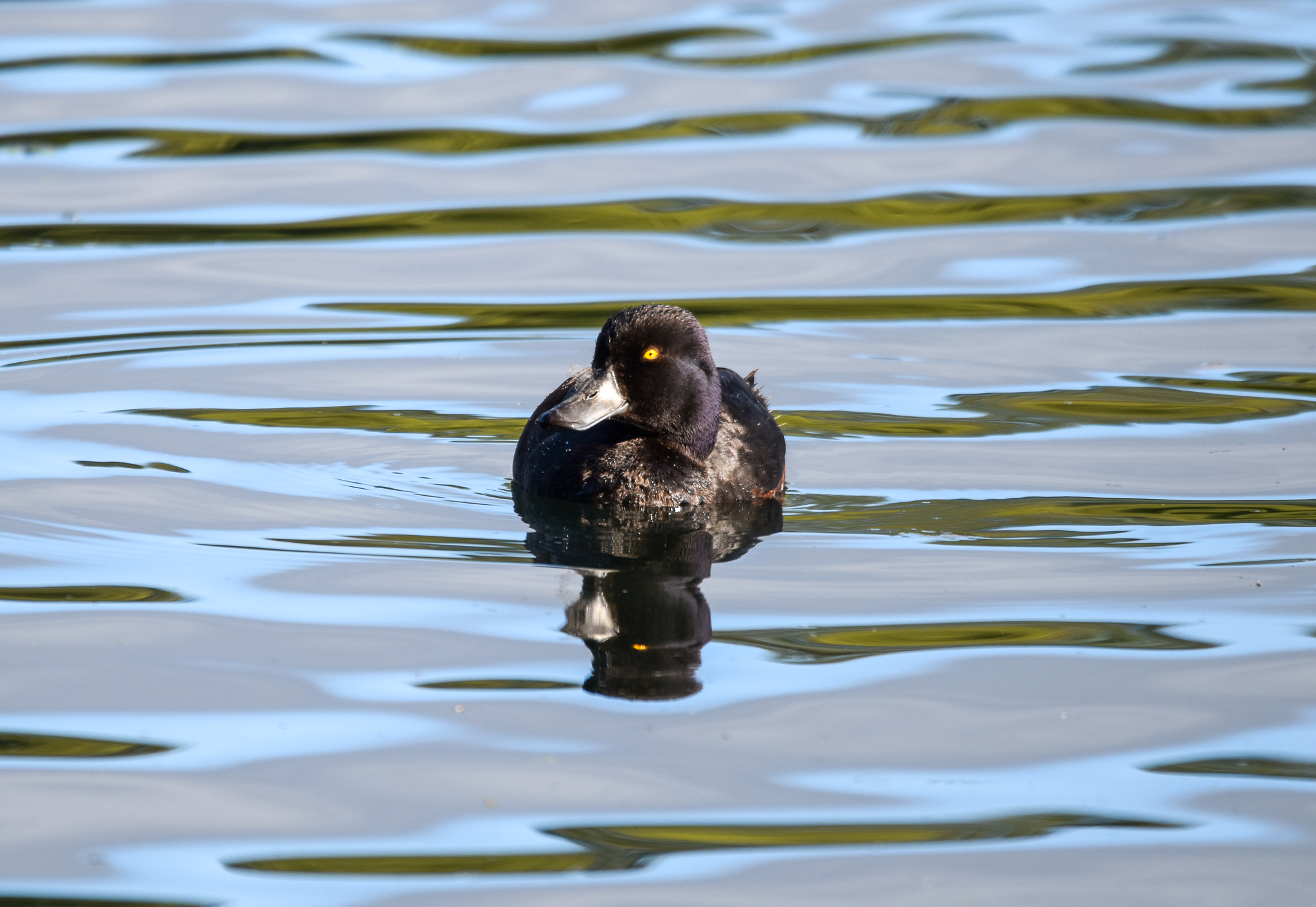 New Zealand Scaup