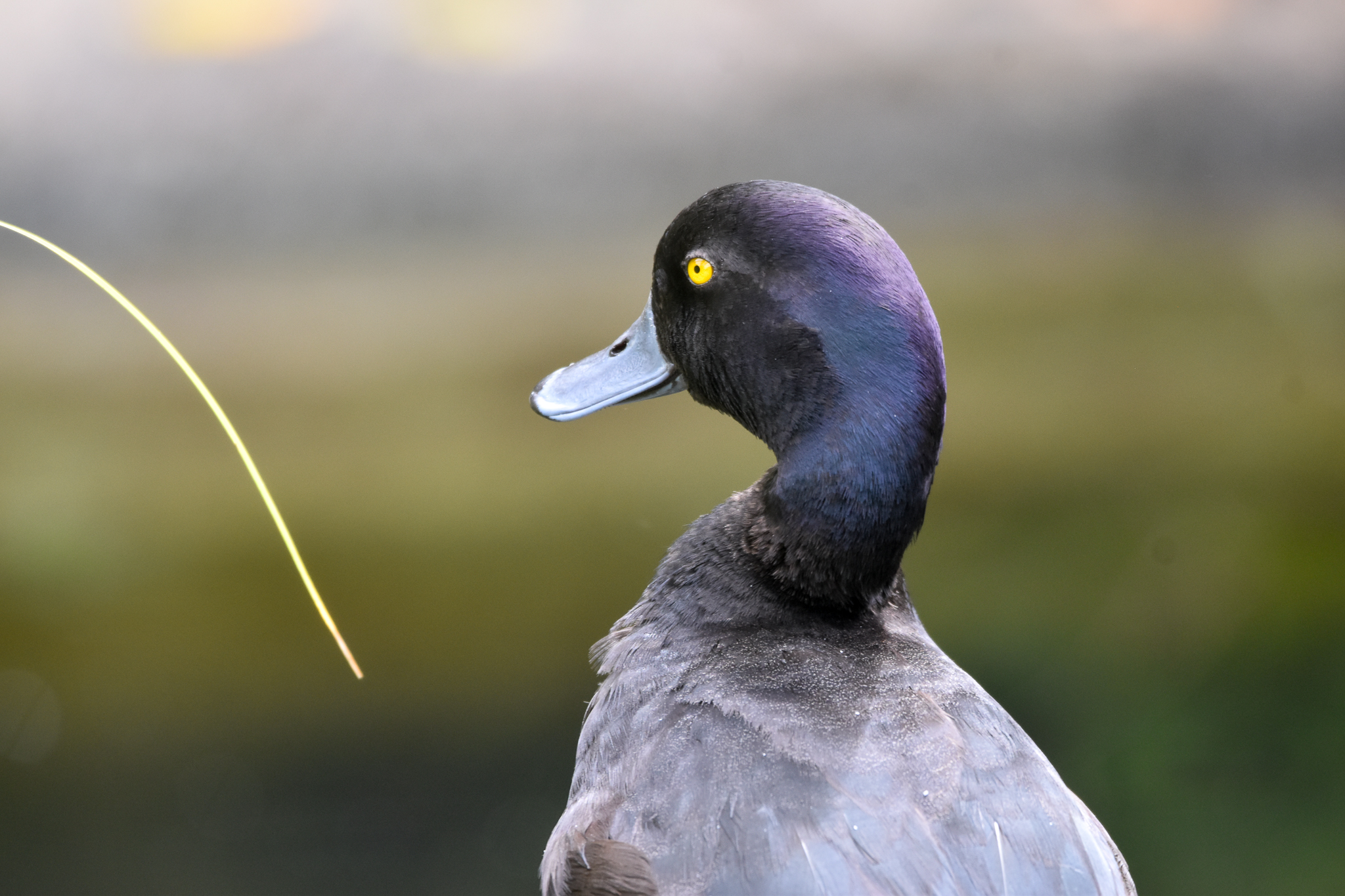New Zealand Scaup