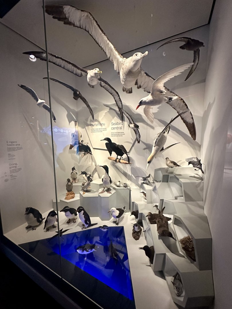 New Zealand Sea Birds