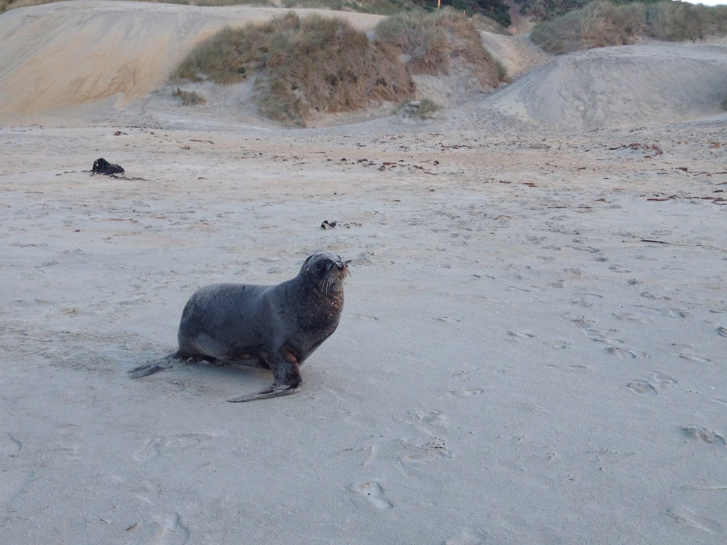New Zealand Sea Lion (Phocarctos hookeri)