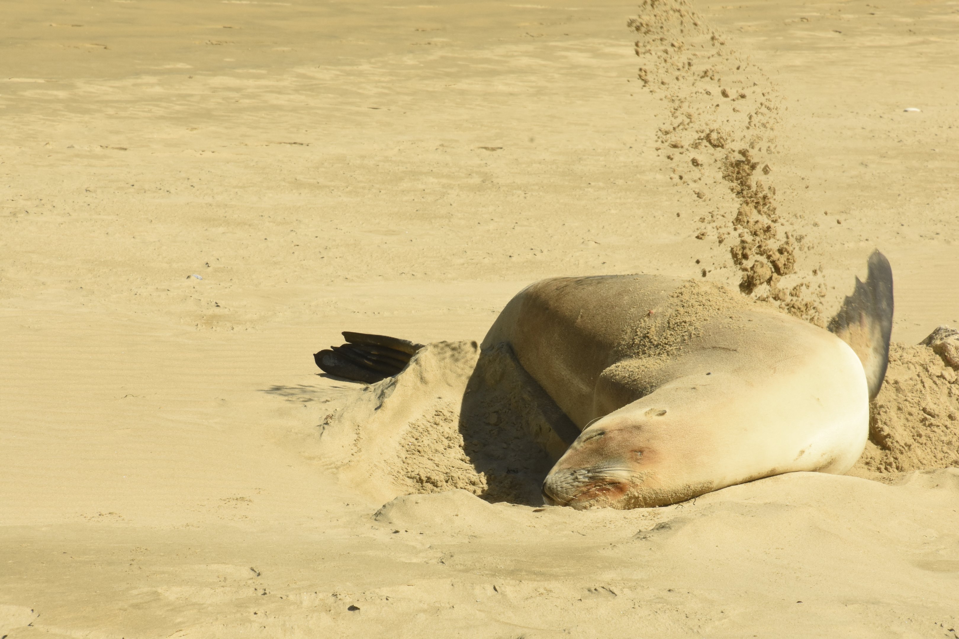 New Zealand sea lion