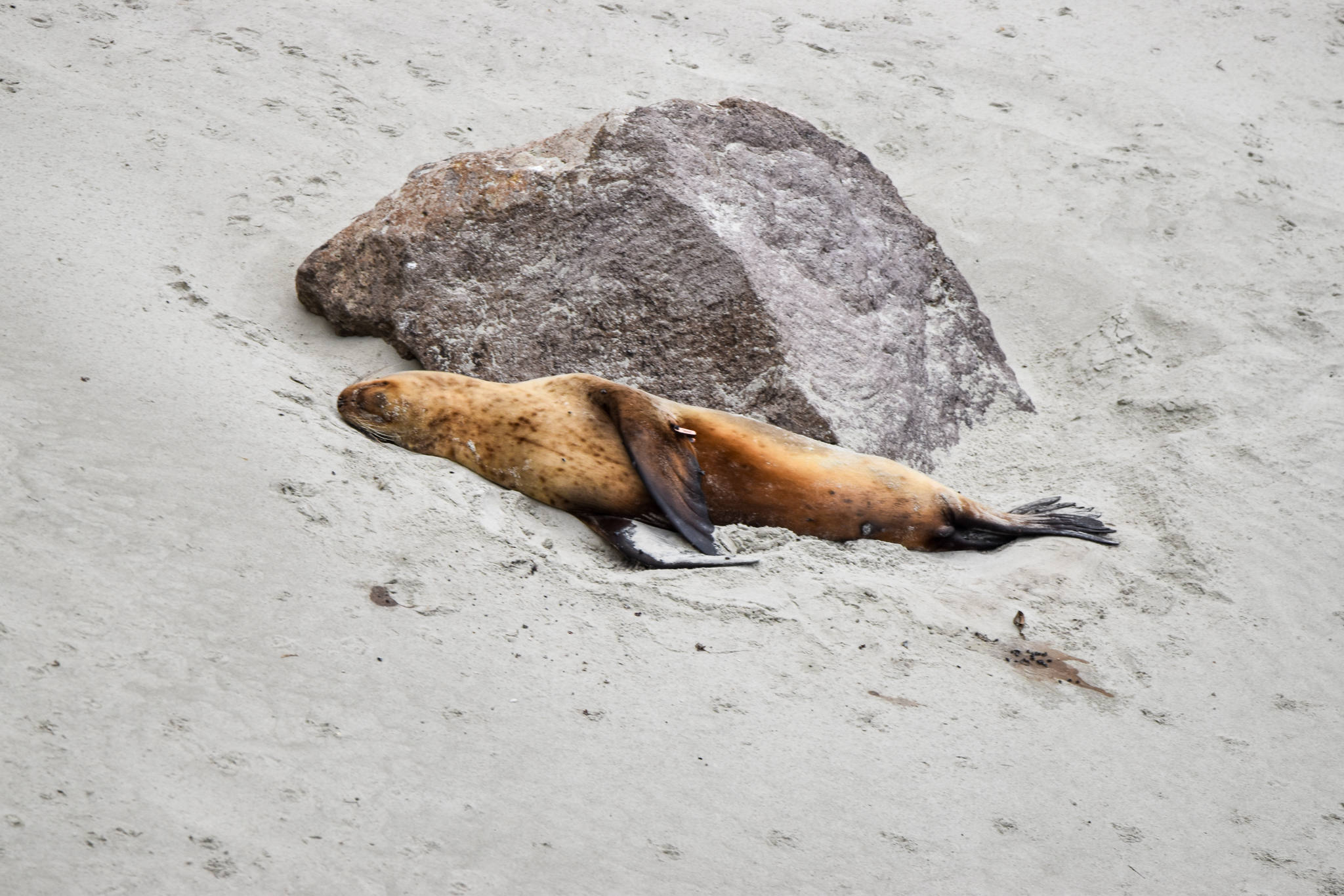 New Zealand Sea Lion