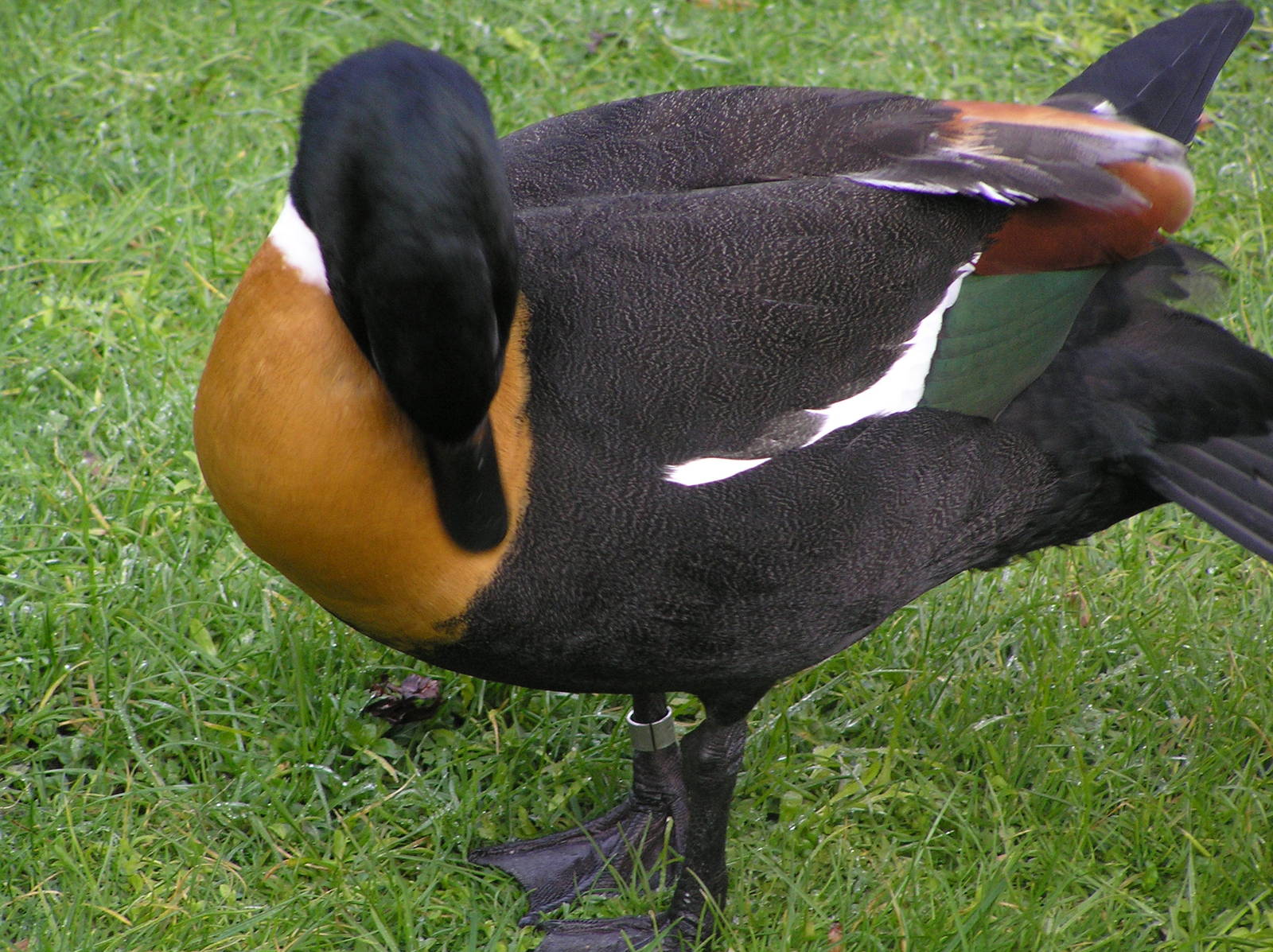 New Zealand shelduck - Hamilton zoo 04