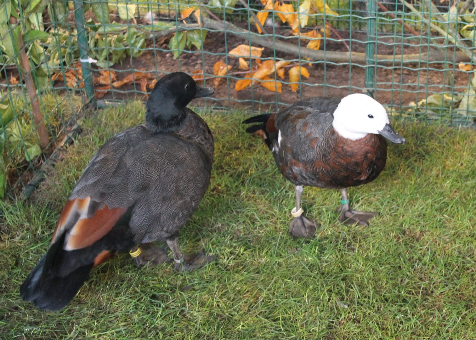 New Zealand shelducks