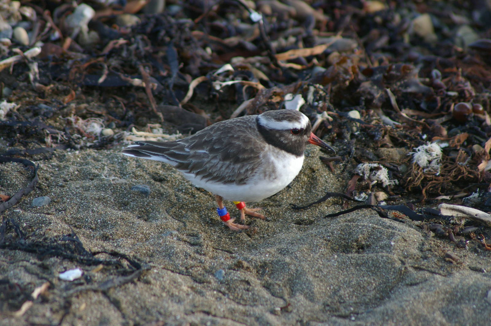 New Zealand shore plover (Thinornis novaeseelandiae)