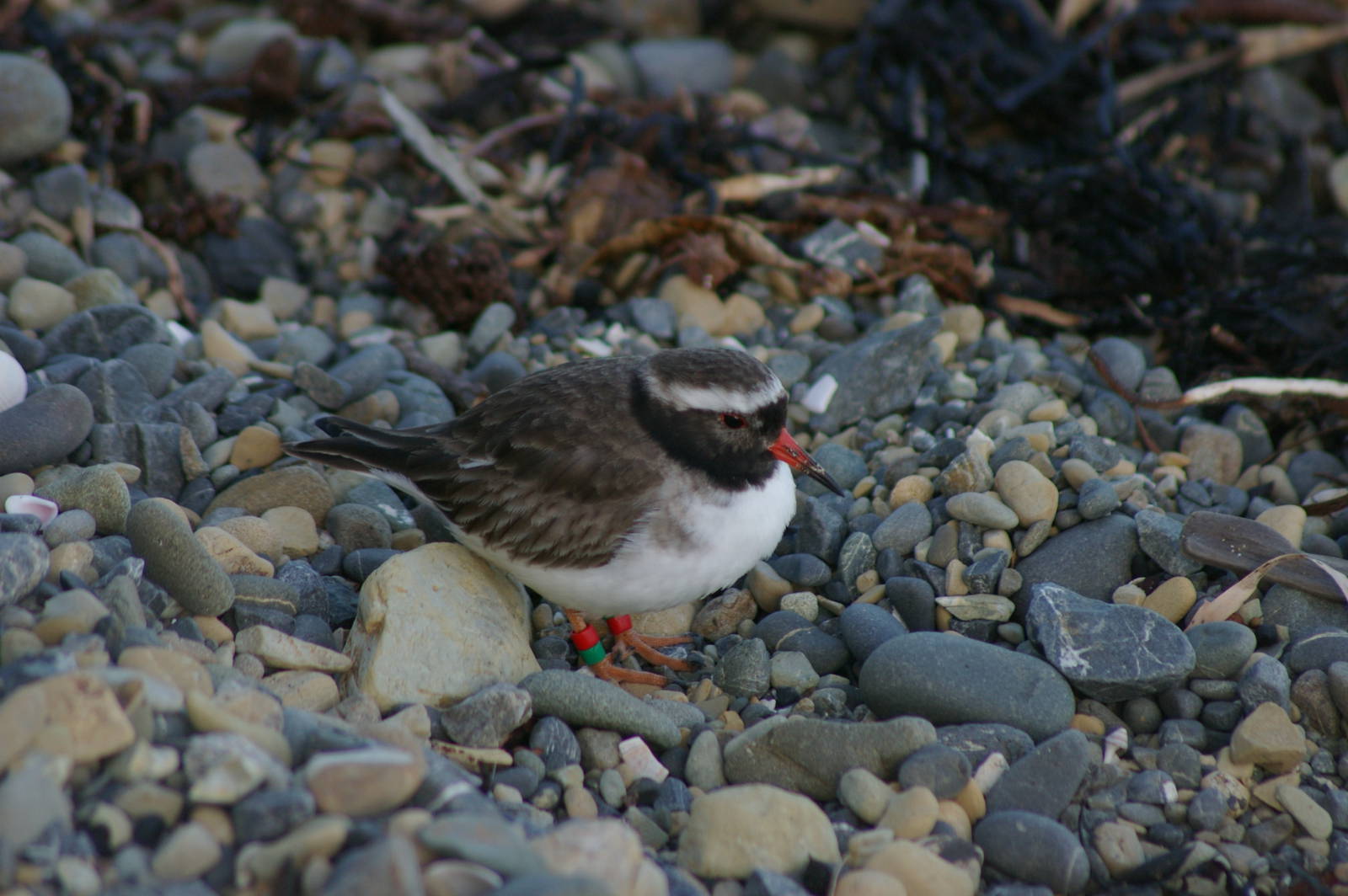 New Zealand shore plover (Thinornis novaeseelandiae)