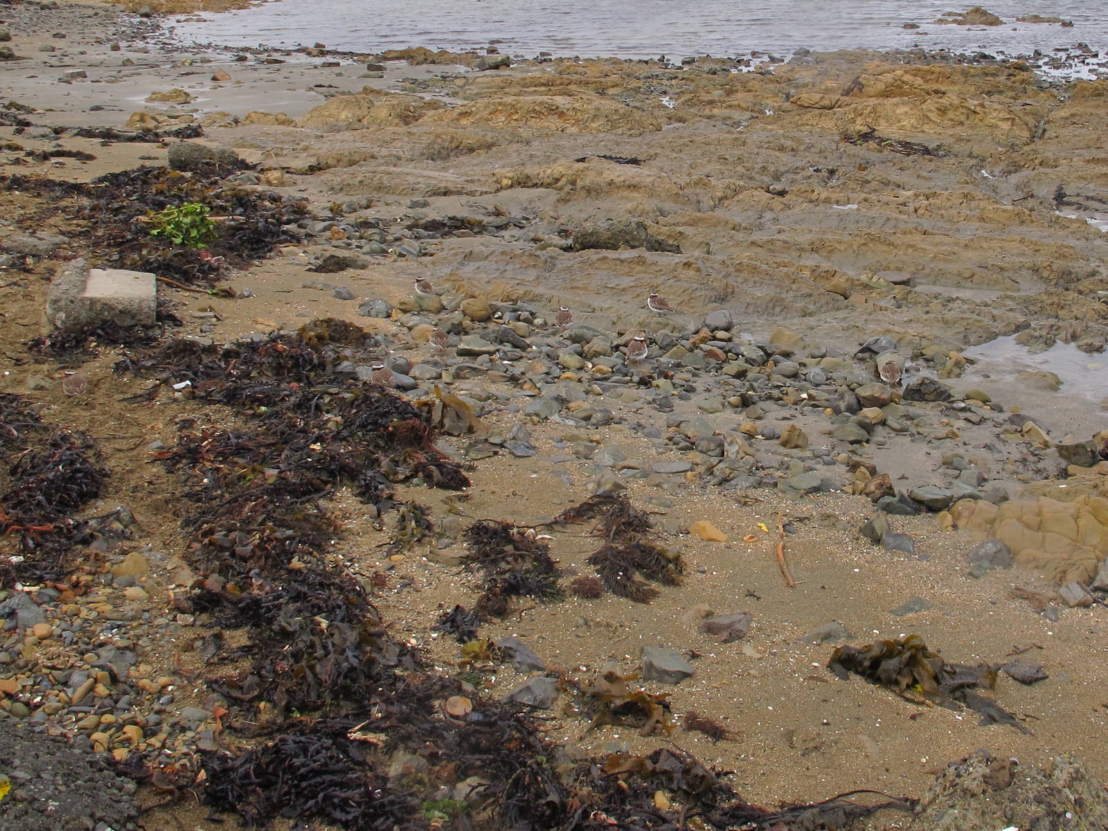 New Zealand Shore Plovers
