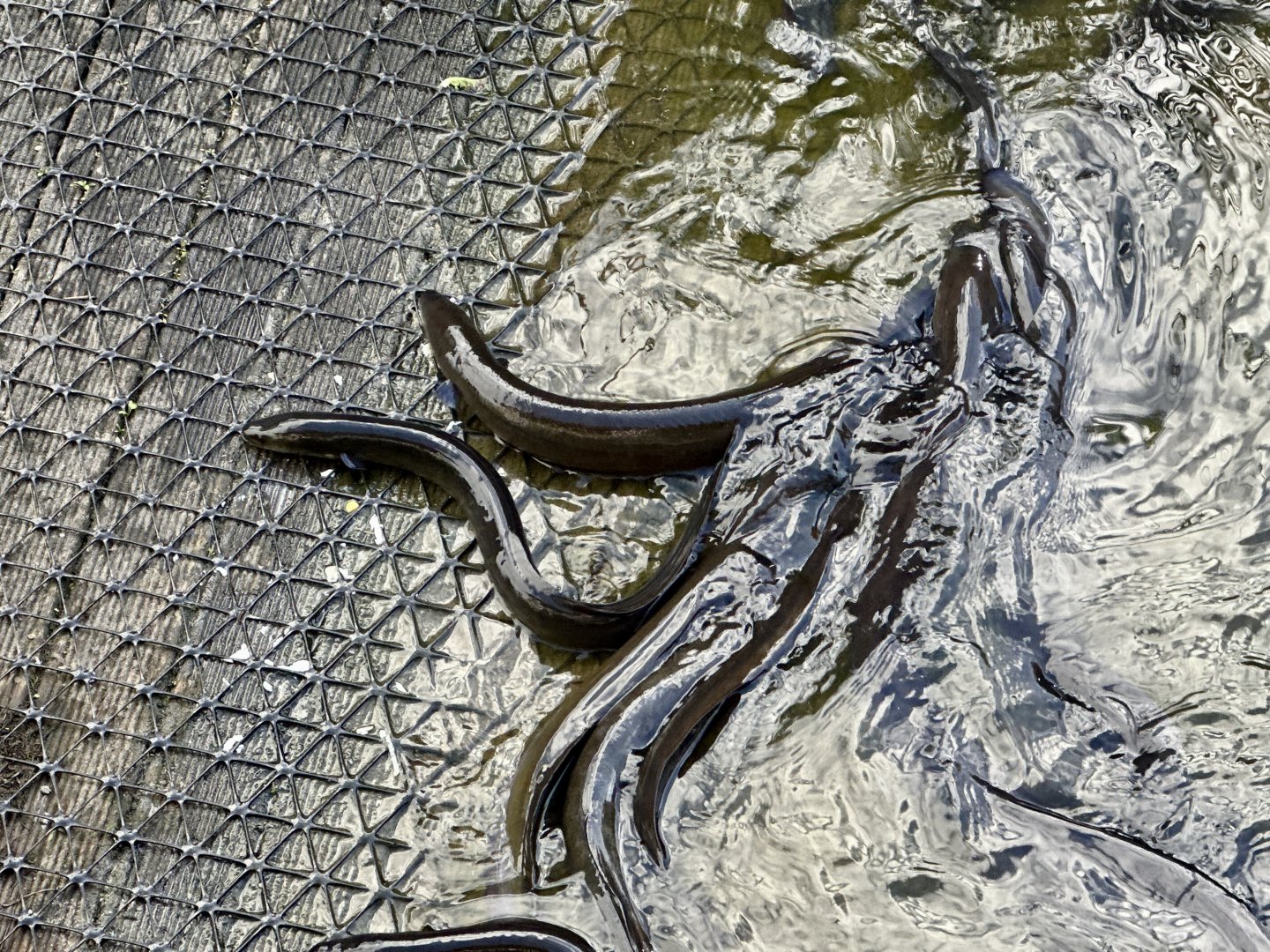 New Zealand short-fin eel (Anguilla australis)