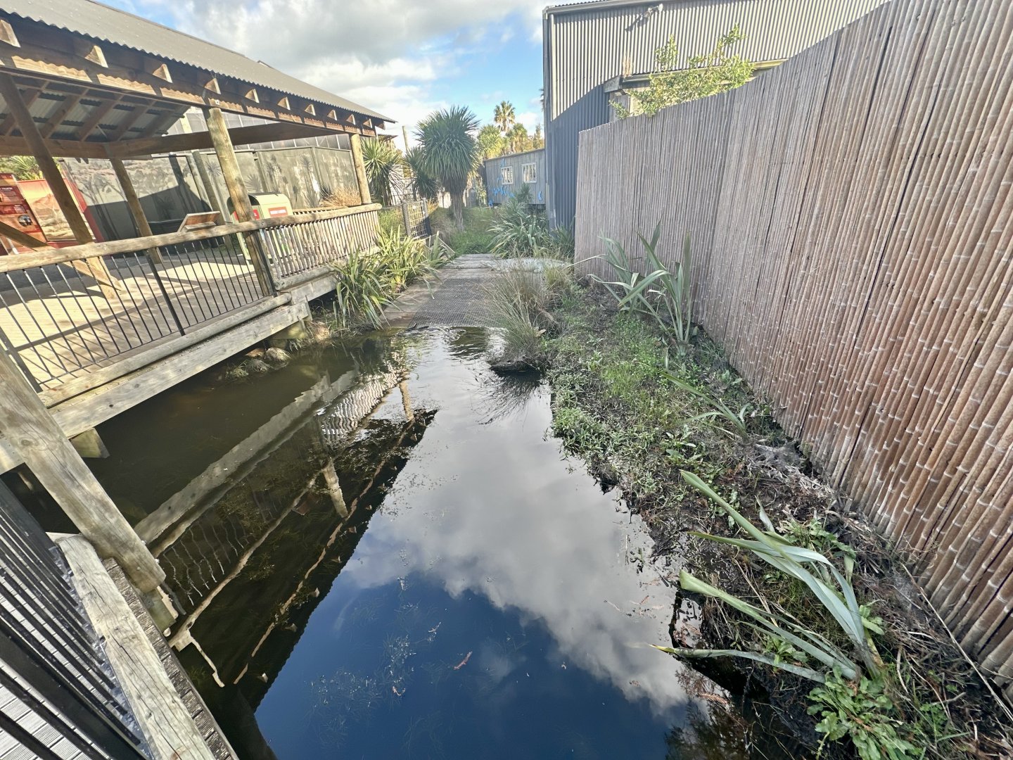 New Zealand Short-fin Eel Exhibit