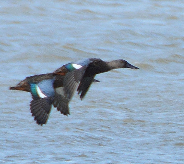 New Zealand Shoveler ducks