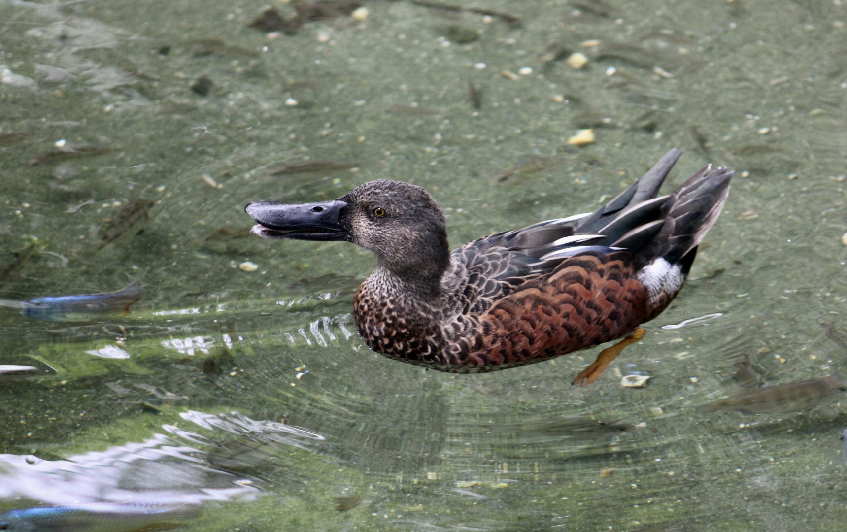 New Zealand Shoveler (Spatula rhynchotis variegata) male