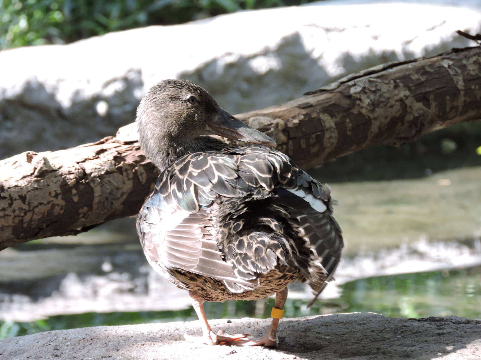 New Zealand Shoveler