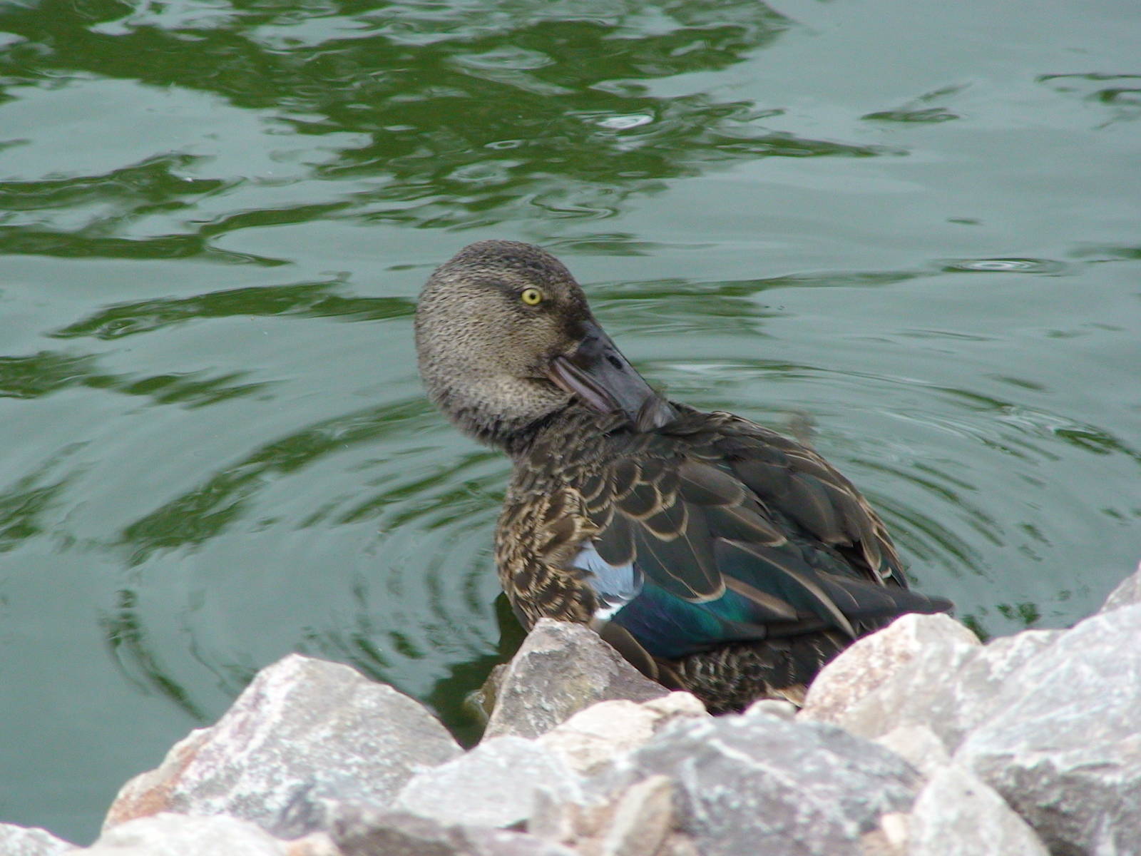 New Zealand shoveler