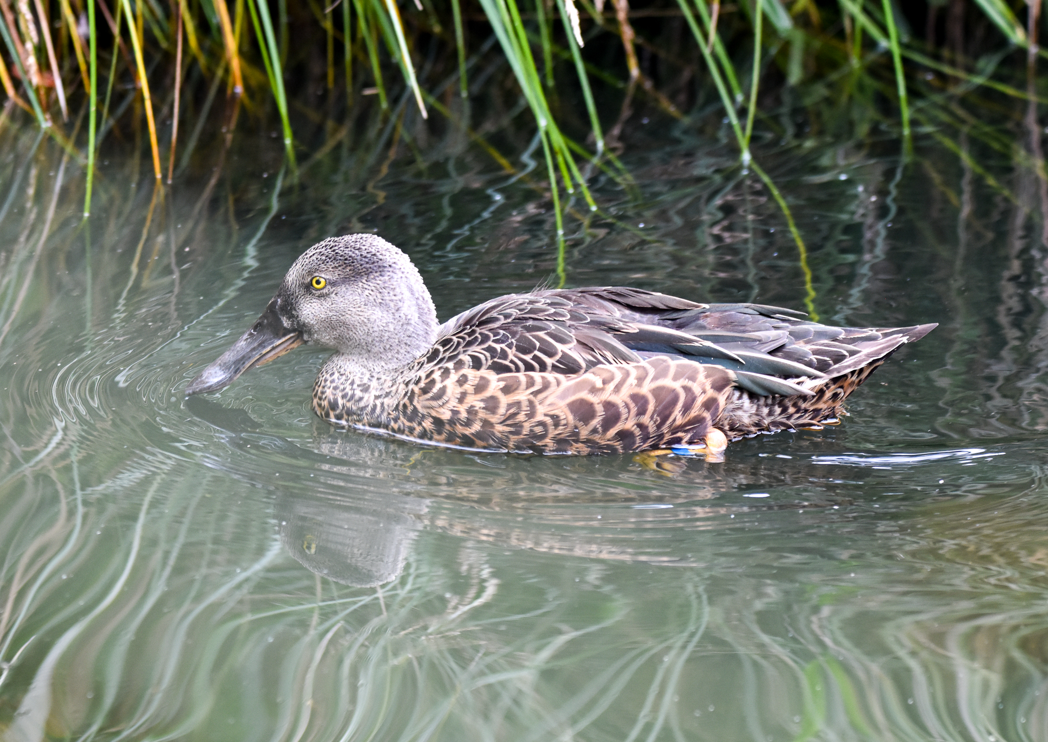 New Zealand Shoveler