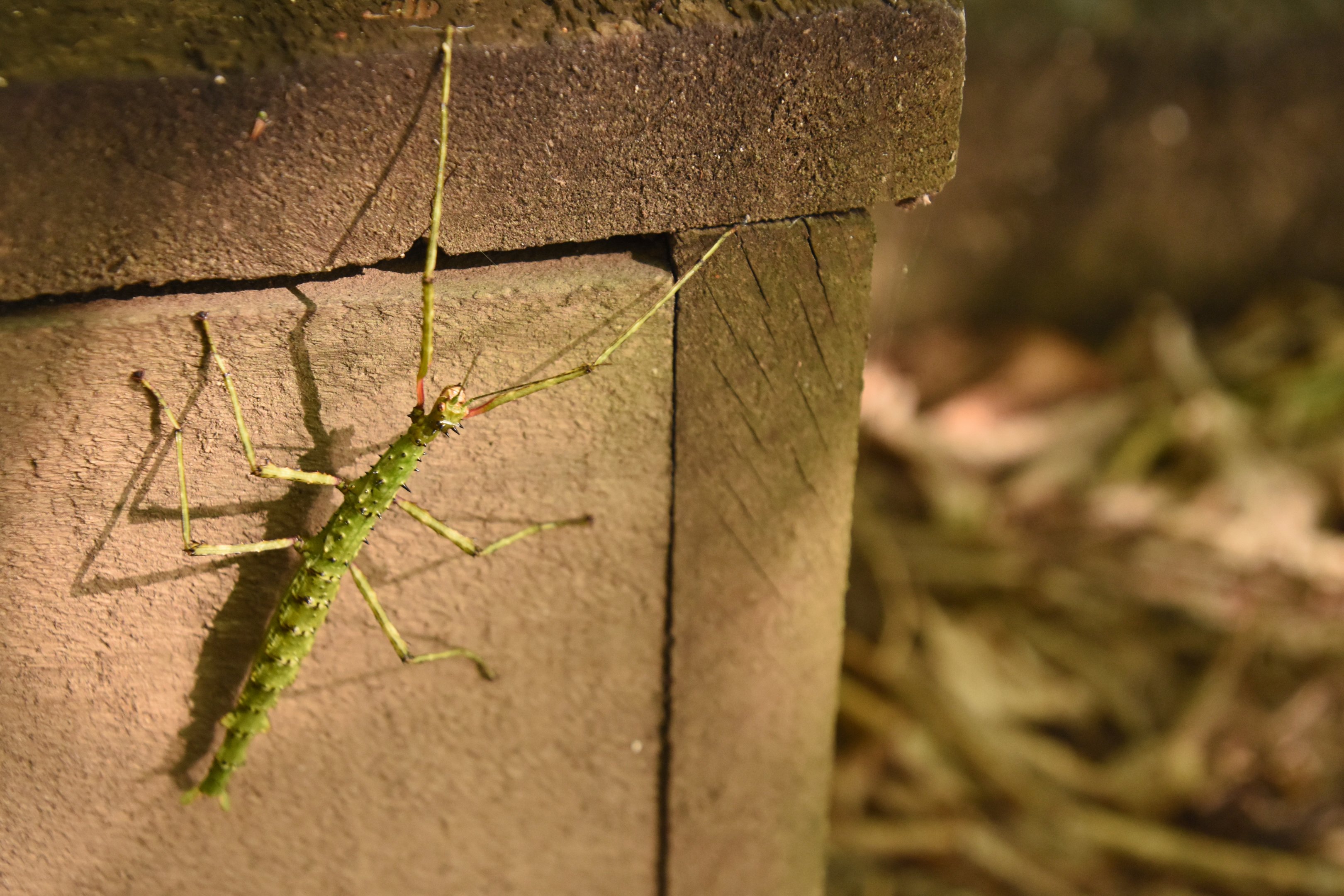 New Zealand stick insect