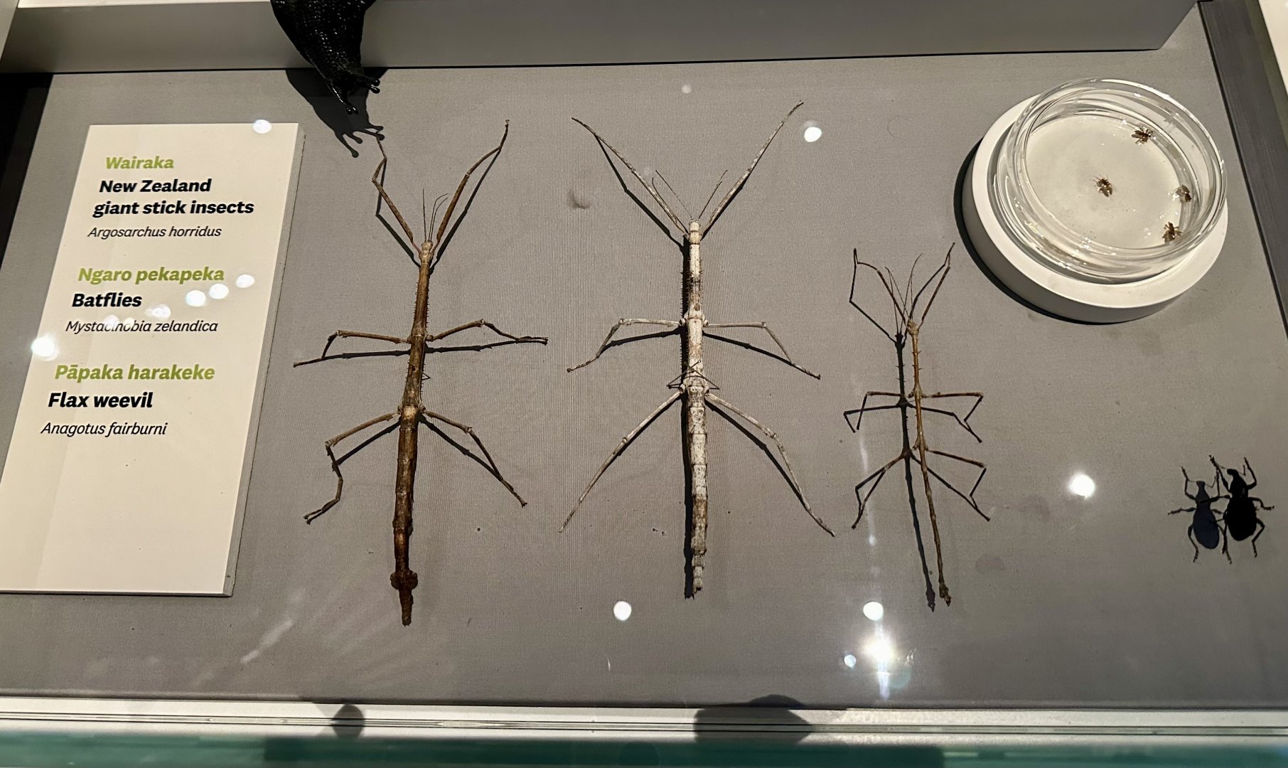New Zealand Stick Insects