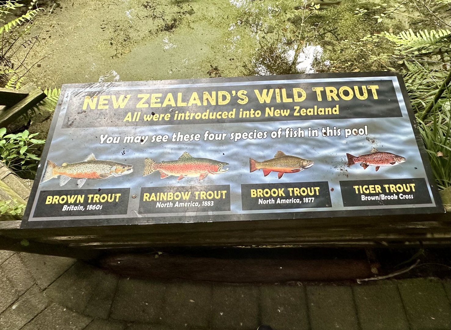 New Zealand Trout Species