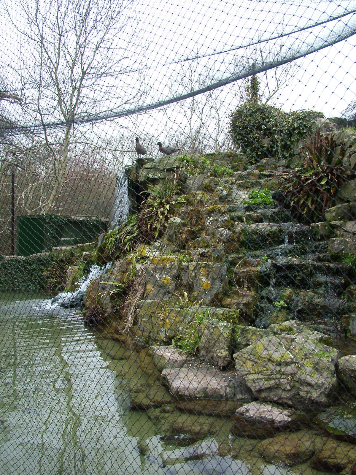 New Zealand Waterfalls exhibit at Arundel WWT 13/03/10