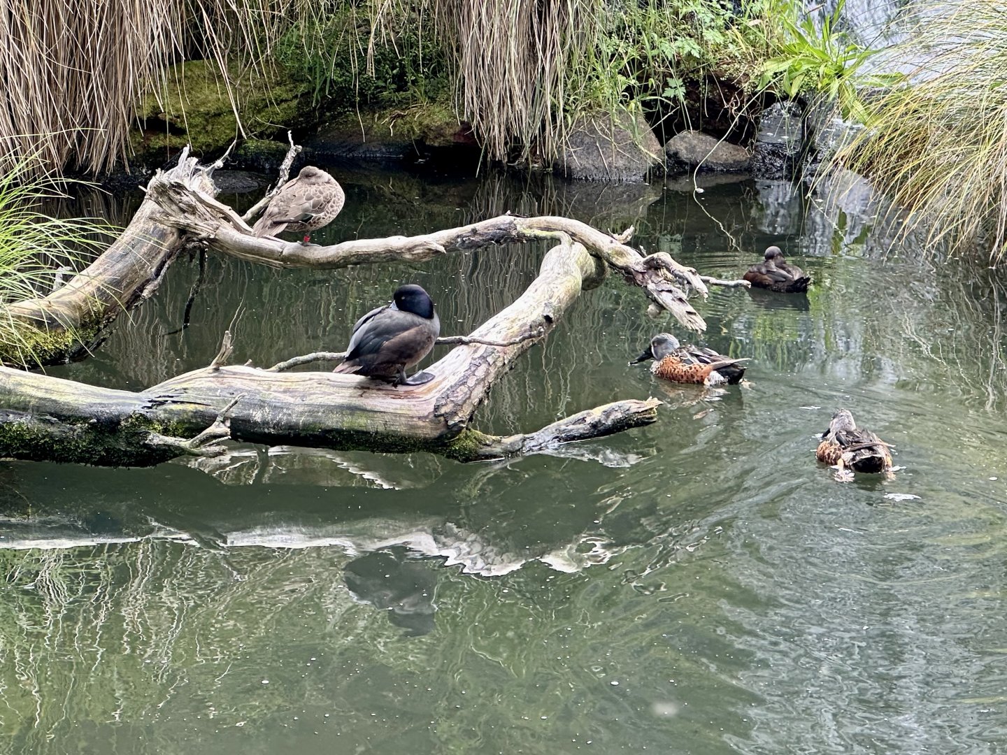 New Zealand Waterfowl
