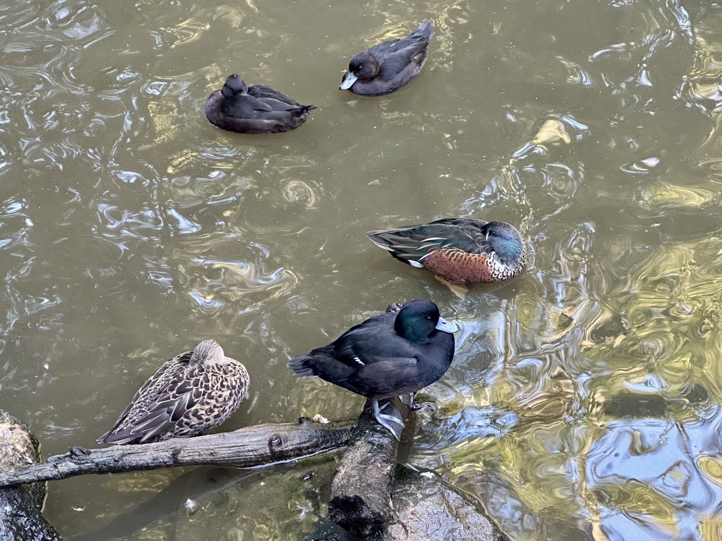 New Zealand Waterfowl