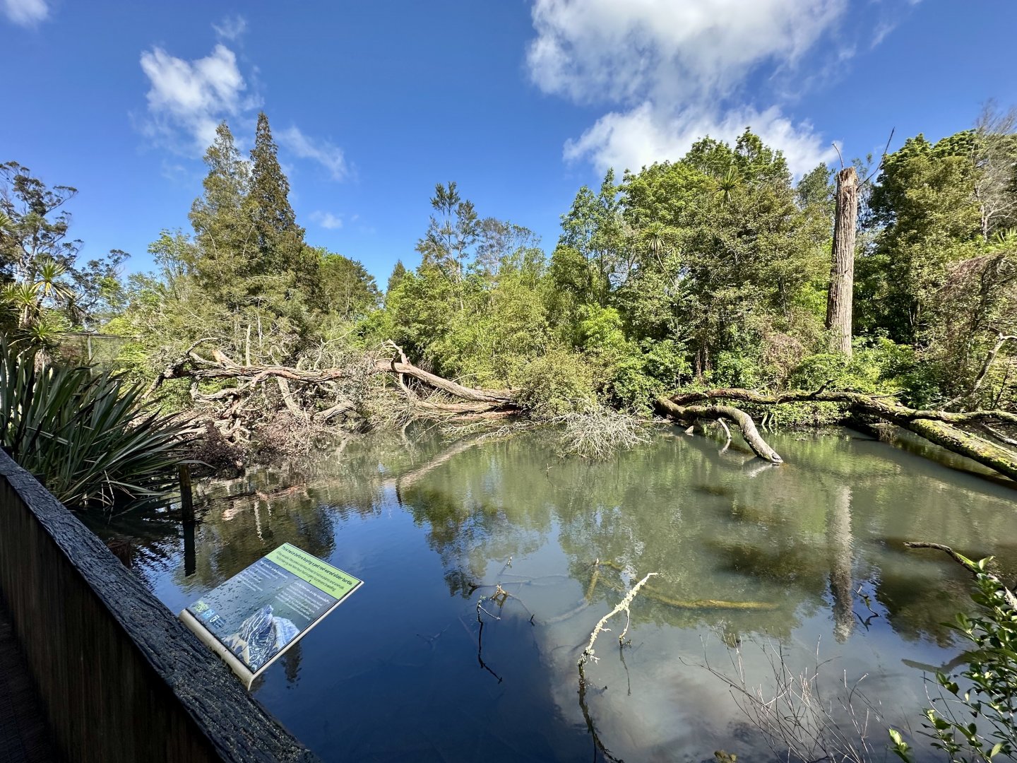 New Zealand Wetlands Exhibit (Fallen Trees)