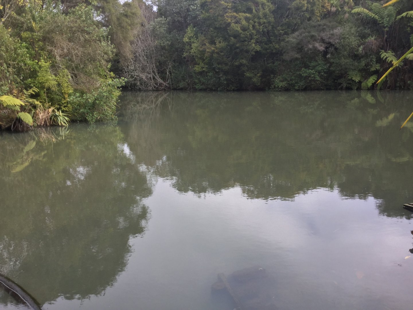 New Zealand Wetlands Exhibit
