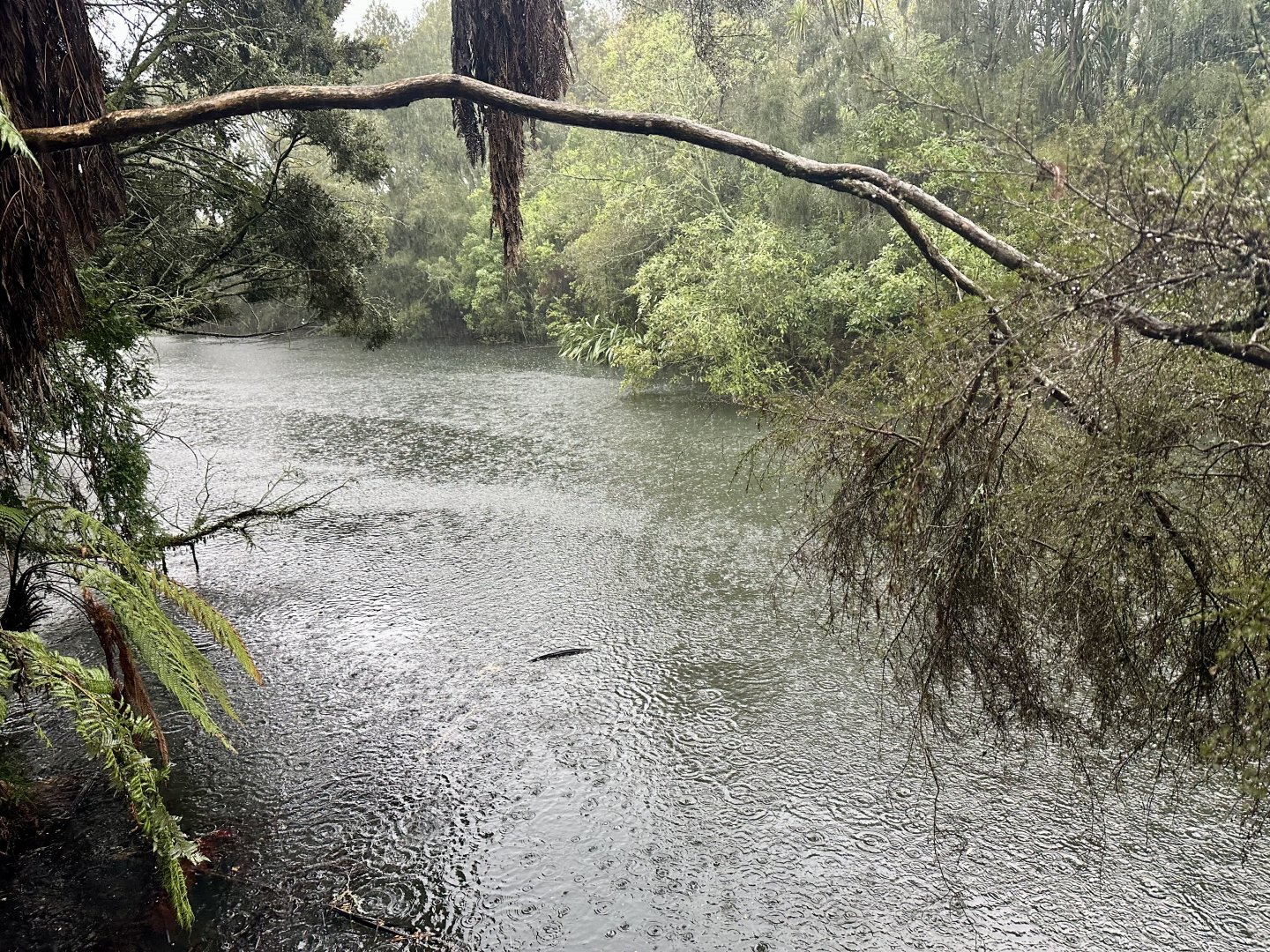 New Zealand Wetlands Exhibit