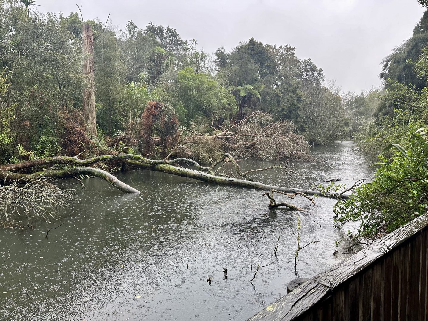 New Zealand Wetlands Exhibit
