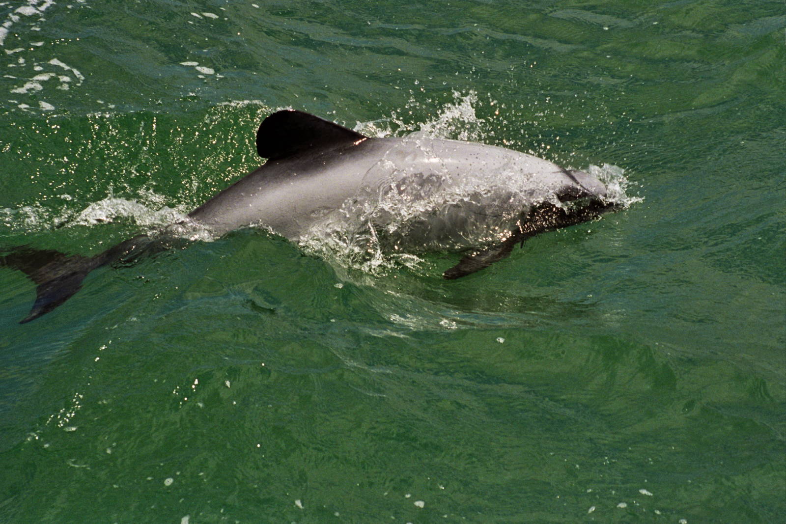 New Zealand Whale Watching 2007