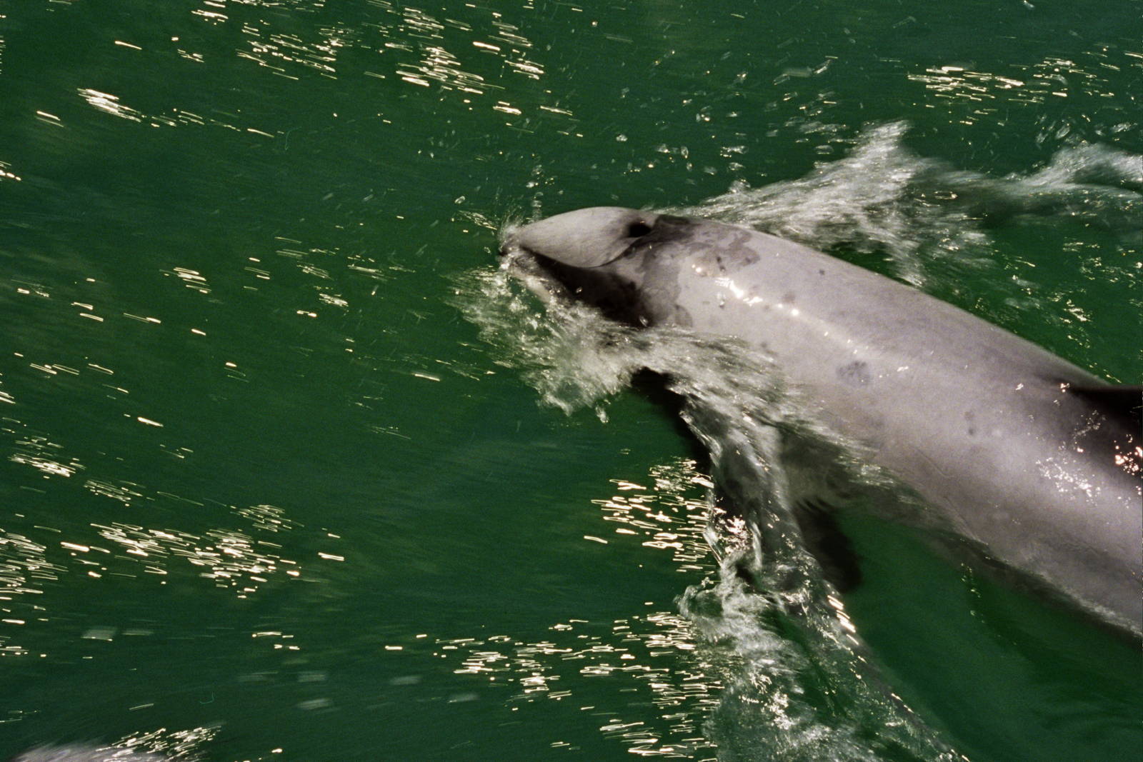 New Zealand Whale Watching 2007