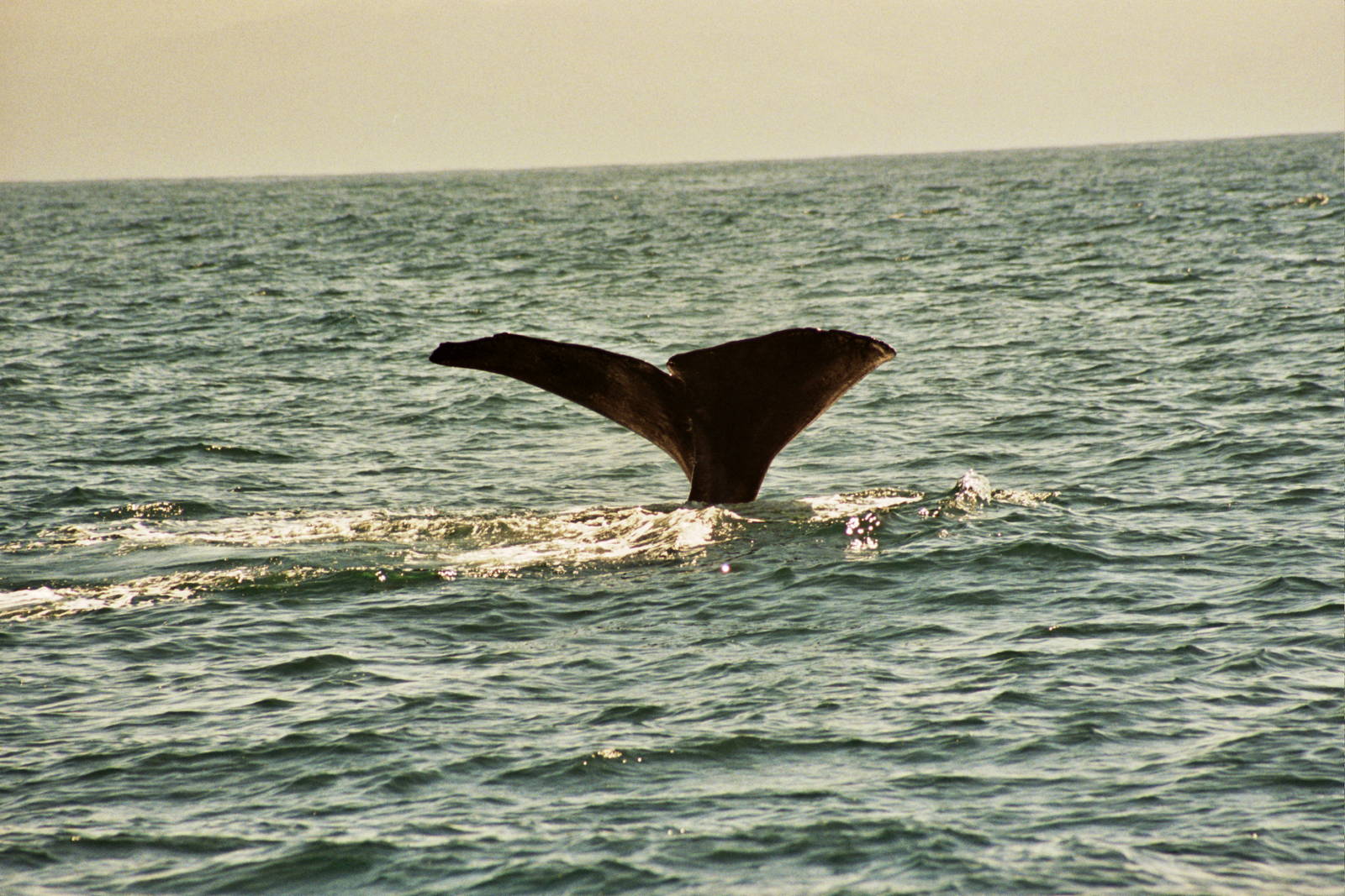 New Zealand Whale Watching 2007