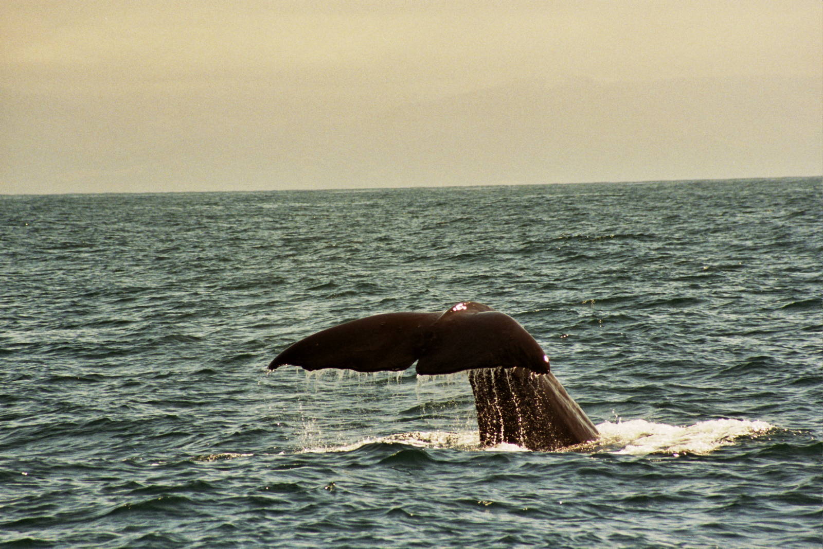 New Zealand Whale Watching 2007
