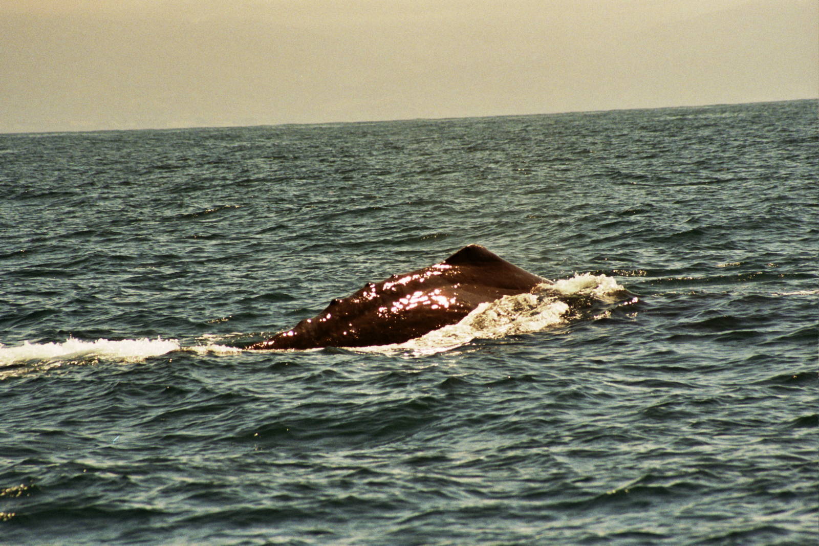 New Zealand Whale Watching 2007