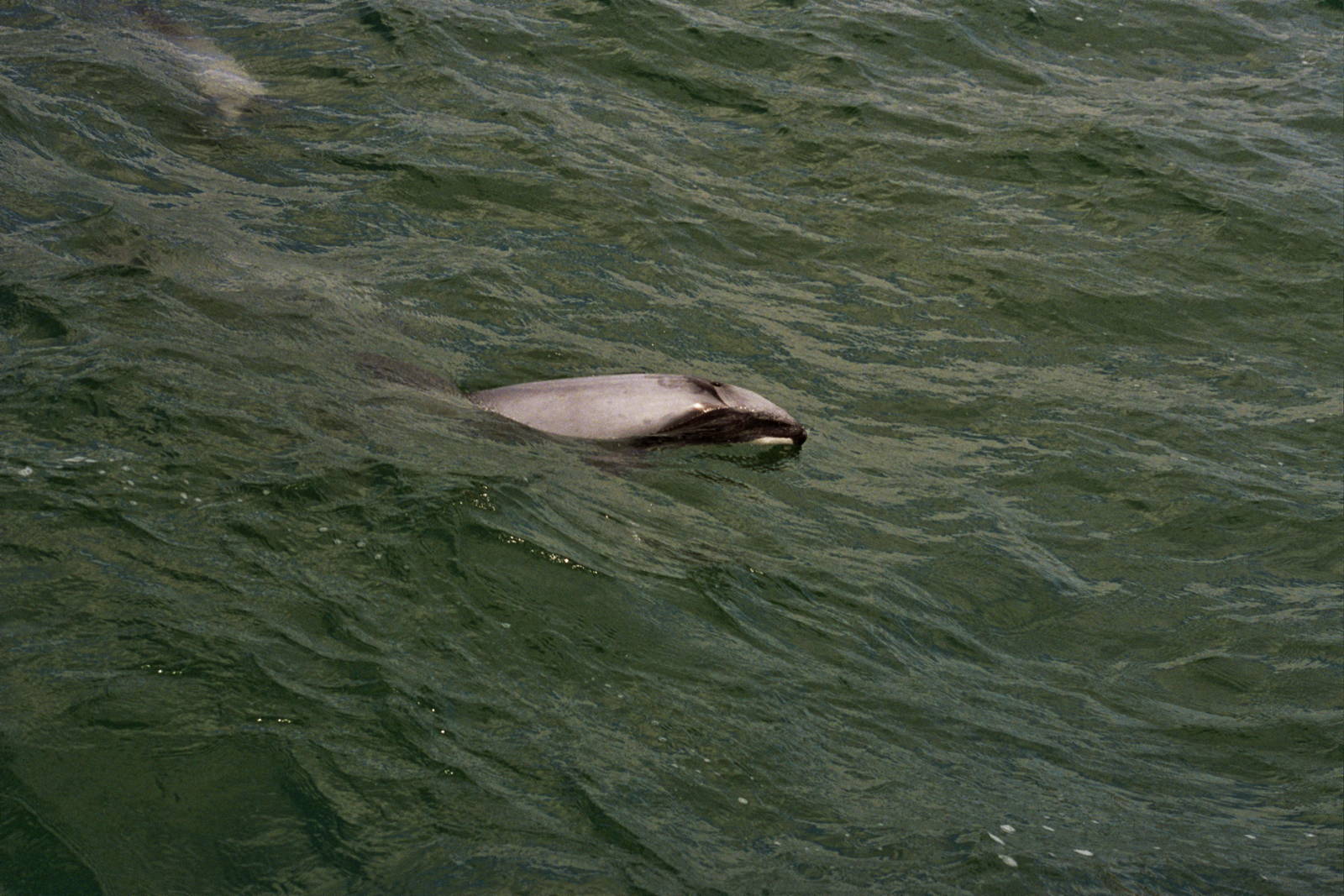 New Zealand Whale Watching 2007
