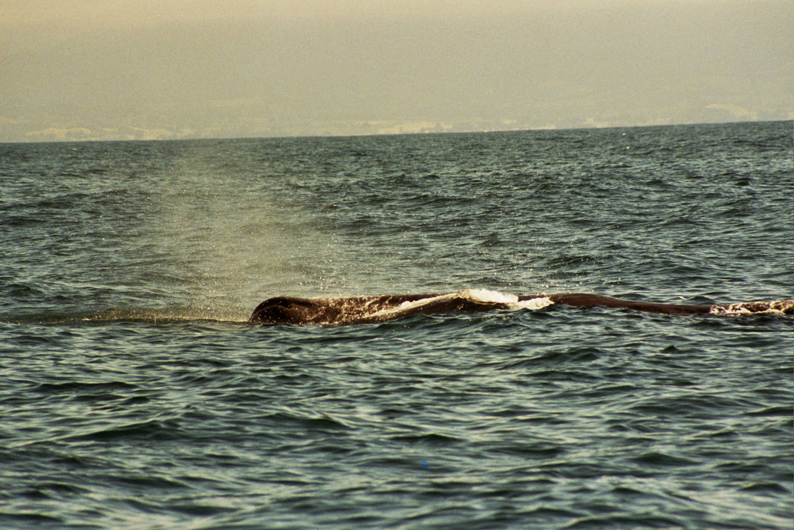 New Zealand Whale Watching 2007