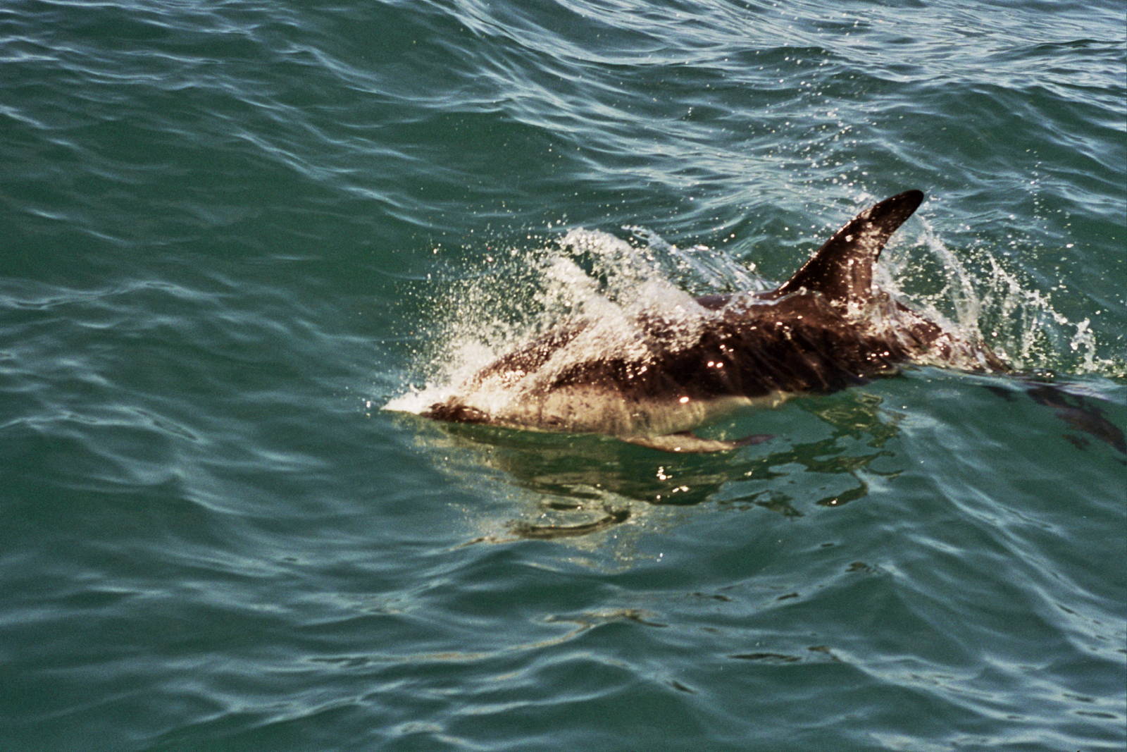 New Zealand Whale Watching 2007
