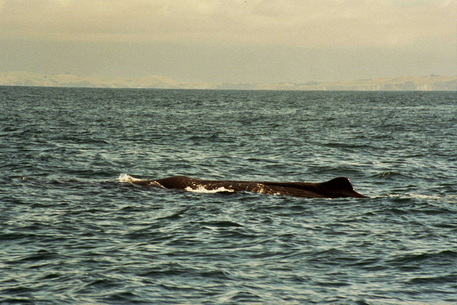 New Zealand Whale Watching 2007