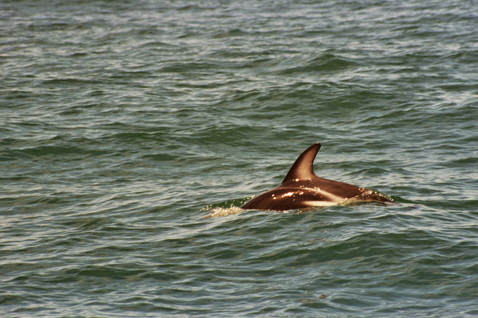 New Zealand Whale Watching 2007