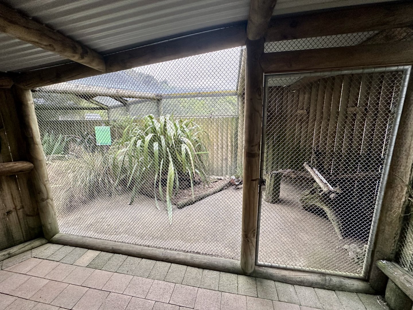 New Zealand Wood Pigeon Aviary