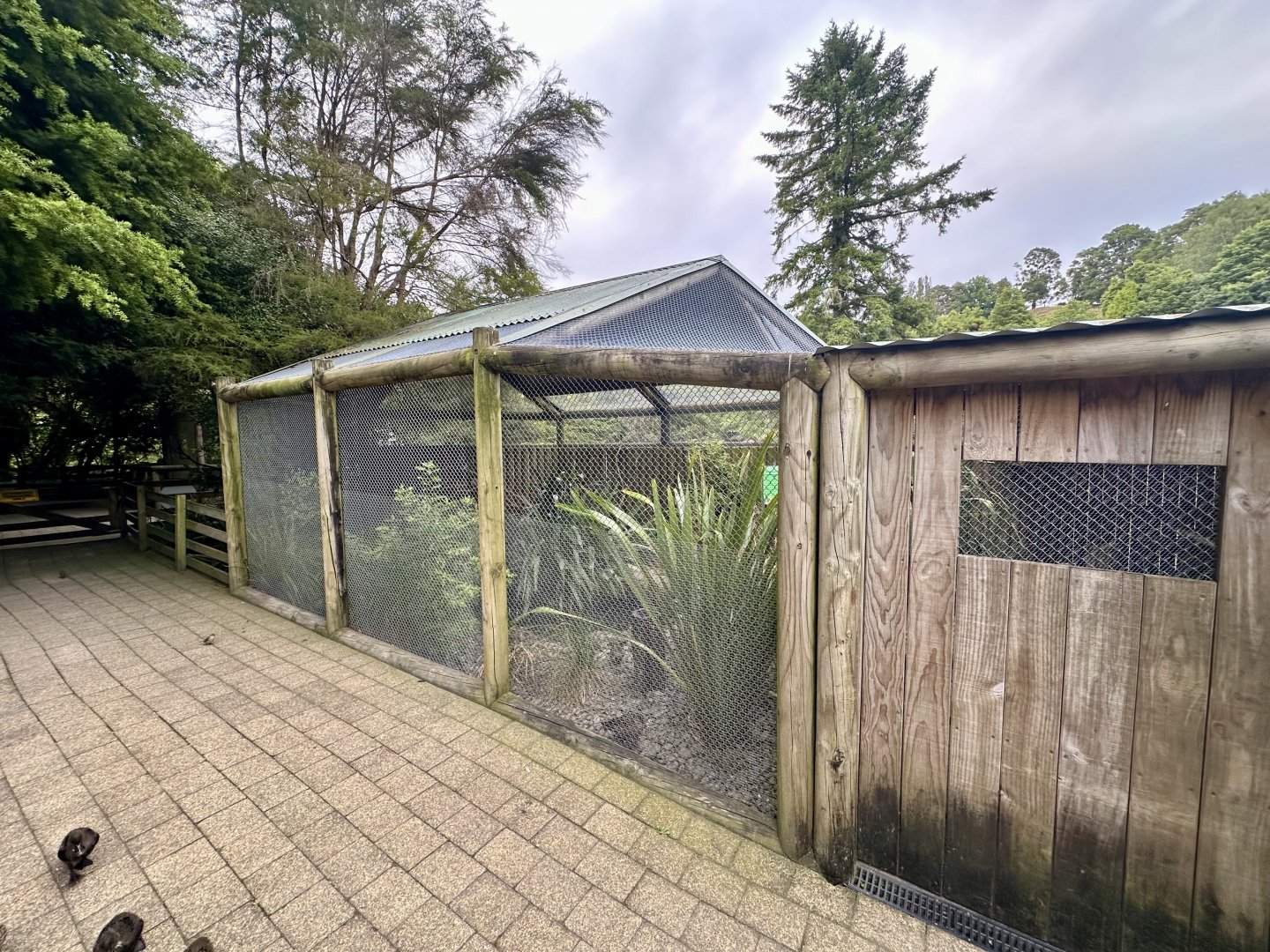 New Zealand Wood Pigeon Aviary