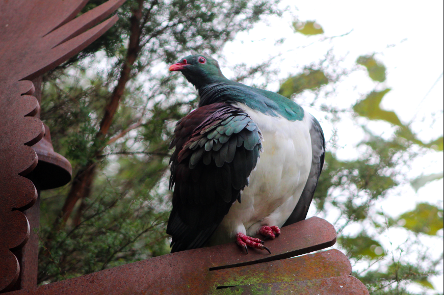 New Zealand Wood Pigeon
