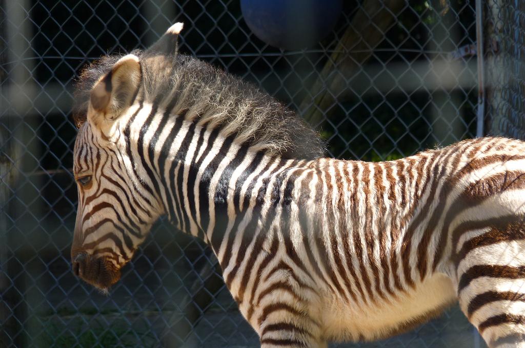 New Zebra Foal, 25 July 2012