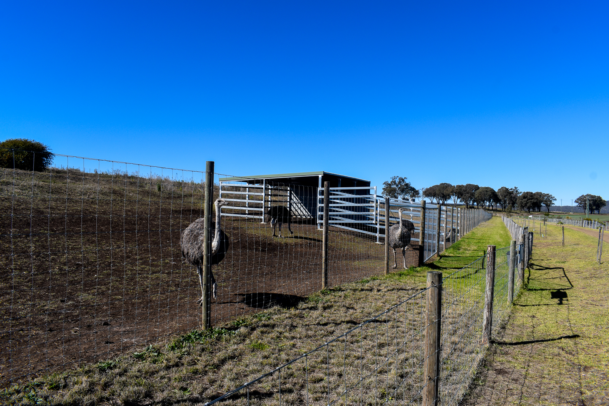 New Zebra/Ostrich Enclosure