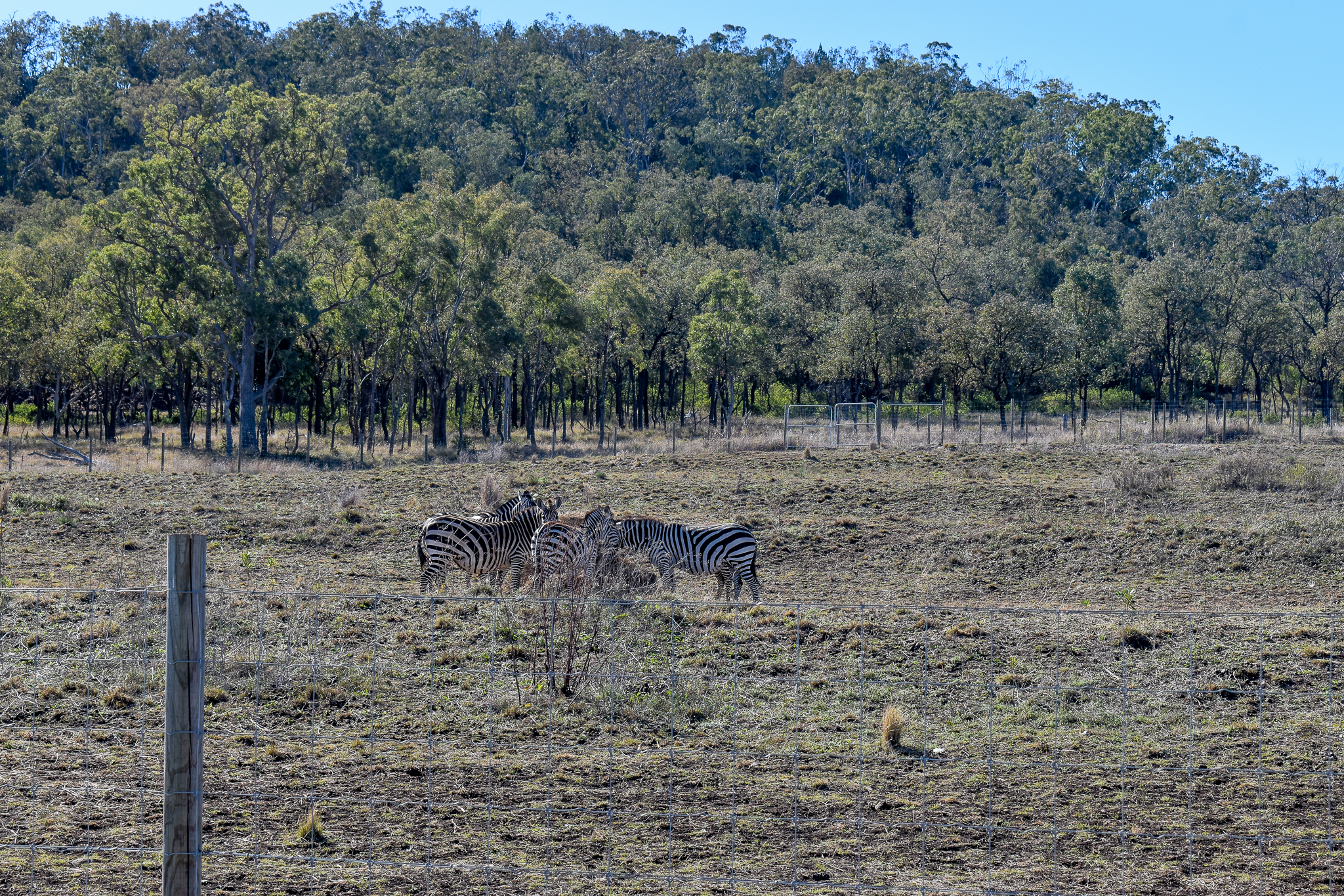 New Zebra/Ostrich Enclosure